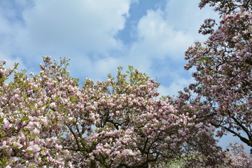 Magnolien  Bäume  im Park   ( Magnoliaceae ) mit viel blauem Himmel