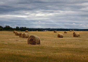 Fototapeta premium Haystacks. Russian field. Overcast.