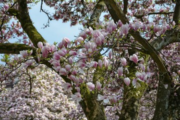 Magnolien  Baum im Park   ( Magnoliaceae )
