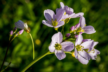 Blumen Violet