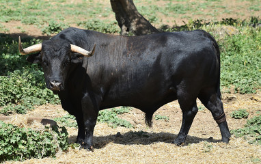 bull