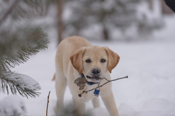 Adorable yellow Lab puppy wearing collar and tags eats a stick in the snow