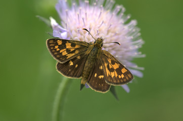 Gelbwürfeliger Dickkopffalter
