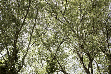 Forest with tree