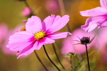 Obraz premium Pink flower in the summer