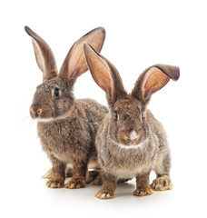 Two rabbits.