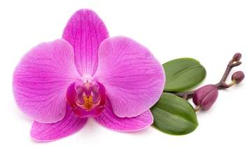 Keuken foto achterwand Orchidee Pink orchid on the white background.