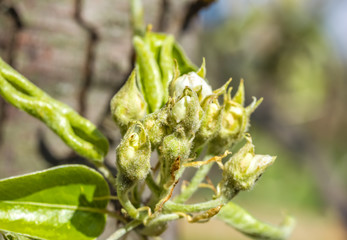 Flower buds of apple tree in spring, macro