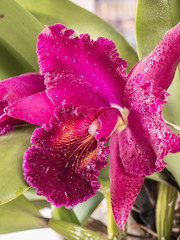 orchid