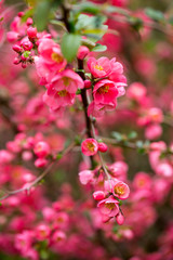Cherry blossom in spring for background.