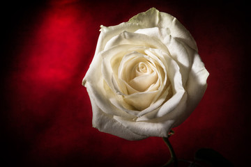 White rose in a semi-transparent vase in the background with the blur