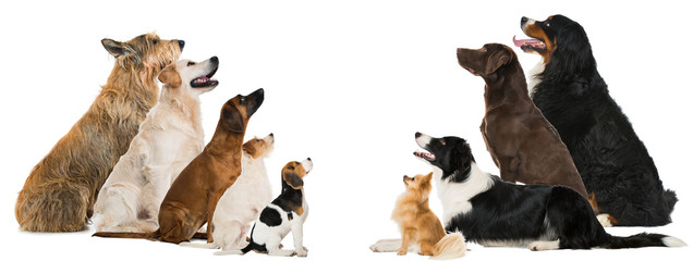 Hunde sehen nach oben
