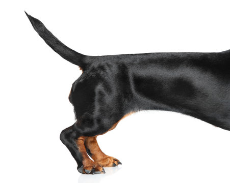 Fototapeta Tail Dachshund on white background