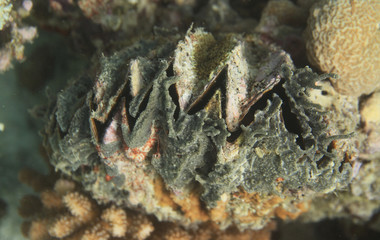 underwater world - giant clam