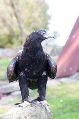 Fototapeta premium Spanish imperial eagle - Hunting eagle.