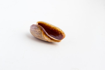 Beautiful sea shell from Morroco on a white background