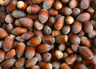 ripe hazelnuts texture