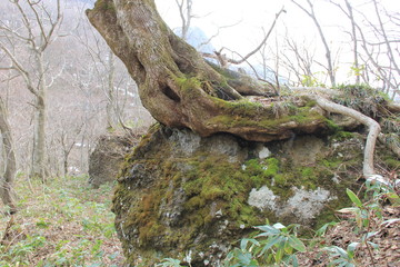 巨石の上にのしかかる大木(宮城県)