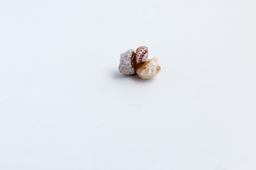 Beautiful sea shell on a white background