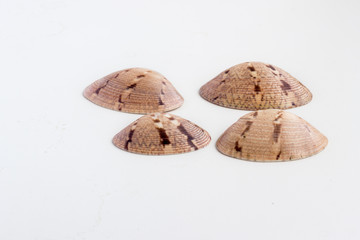 Beautiful sea shell Chione paphia on a white background