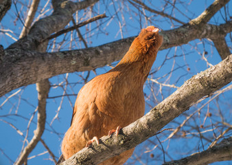 Chicken in a tree