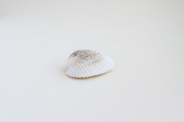 Beautiful sea shell Chione paphia on a white background