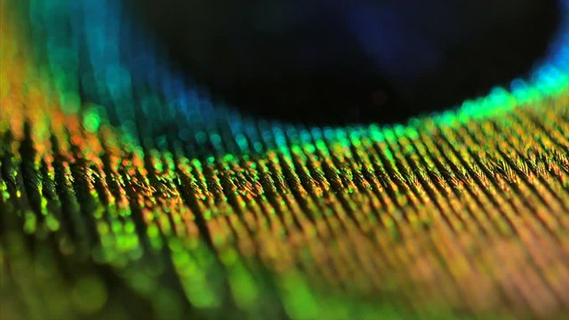 Very beautiful peacock feather. Natural pattern. Macro. 4k.