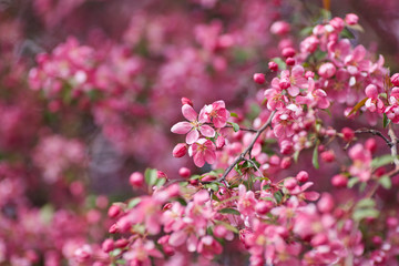 The beautiful blooming branch