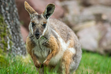 Kangaroo 