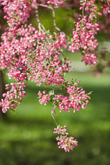 The beautiful blooming branch