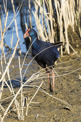 Ave Calamón curioseando desde el encañizado