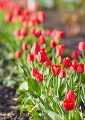 Tulip flowers in close up