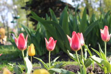 Tulips flowering in the spring garden