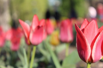 Naklejka premium Red tulips
