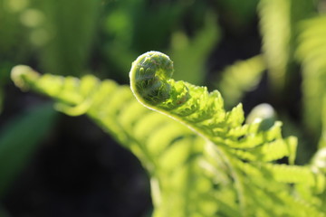 Fern in the city garden