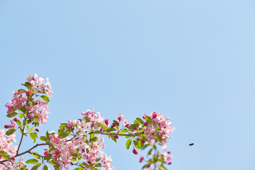 The beautiful blooming branch