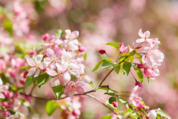 The beautiful blooming branch