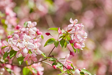 The beautiful blooming branch