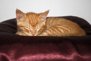 Gatito atigrado con rayas naranja, dormido sobre un cojín de raso