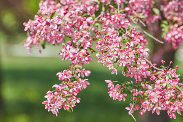 The beautiful blooming branch