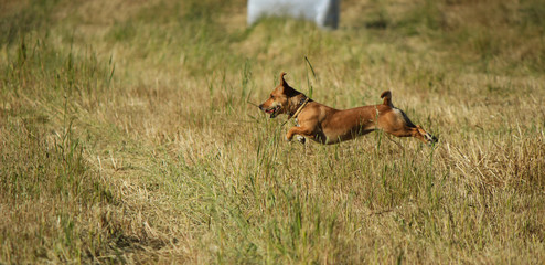 Naklejka na ściany i meble Atelectic small brown dog in a field