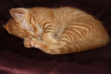 Gato atigrado con rayas naranja, dormido sobre un cojín de raso