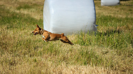 Atelectic small brown dog in a field