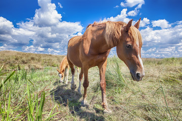 portrait of red horse and foal