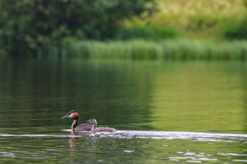 Vogel mit Küken schwimmen auf dem Teich