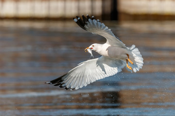 Seagull with fish