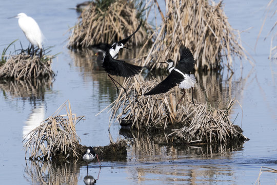 Dos aves cig&uuml;e&ntilde;uelas peleando