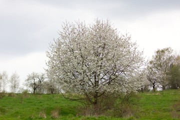 Spring blooming tree