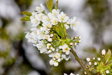 Spring blooming tree