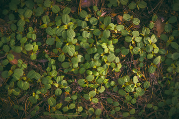 Green leaf texture, forest plants background